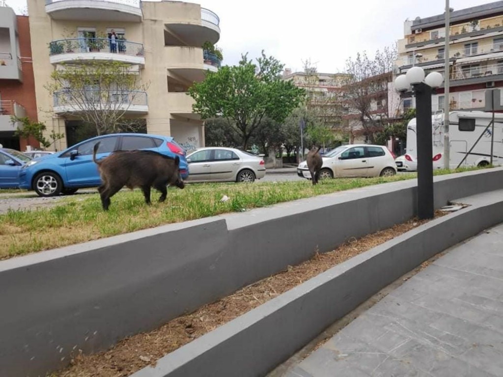 Αγριογούρουνα βγήκαν βόλτα σε μεζεδοπωλείο στη Θεσσαλονίκη (pics)