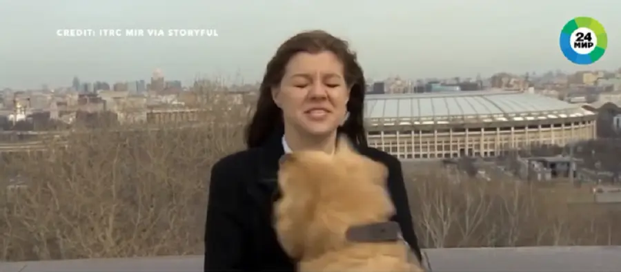 Viral video: Σκύλος κλέβει το μικρόφωνο ρεπόρτερ (vid)