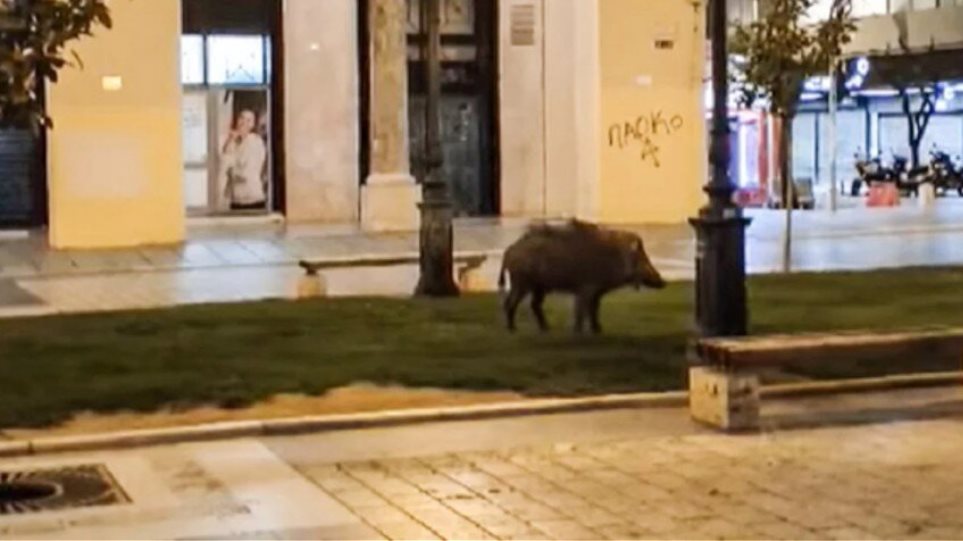 Θεσσαλονίκη – Αγριογούρουνο κόβει… βόλτες στην πλατεία Αριστοτέλους (vid)