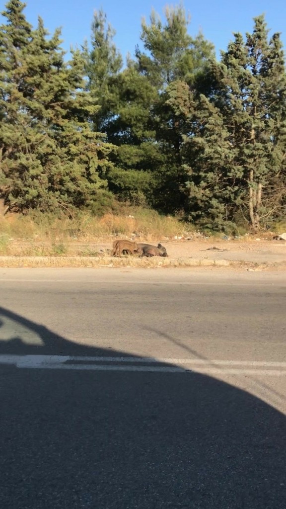 Οικογένεια αγριογούρουνων κόβει βόλτες στη Νέα Ερυθραία (vid)