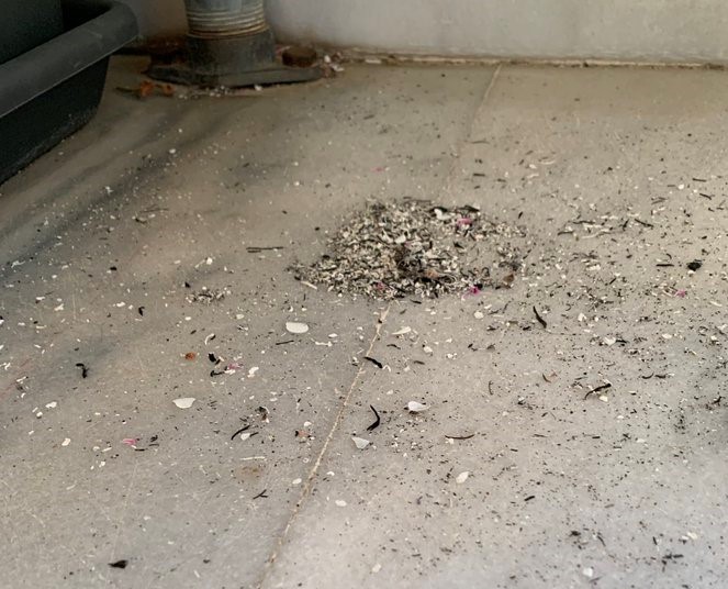 Φωτιά στο Σχίνο Κορινθίας – Στάχτες σε μπαλκόνια της Αθήνας και καπνοί παντού – Χαμός στο twitter (pics)