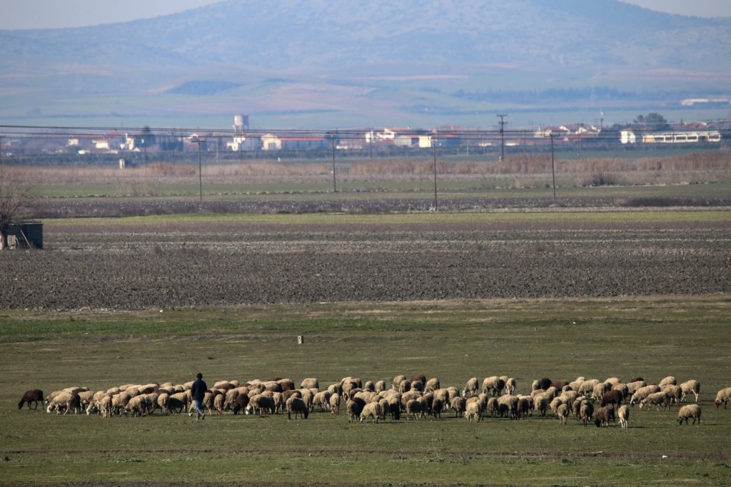 Βόλος – Βλήμα από στρατιωτική άσκηση εξερράγη και σκότωσε πρόβατα (vid)