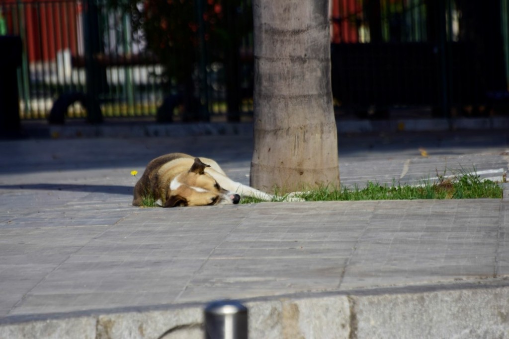 Φόβοι για τη λύσσα στη Θεσσαλονίκη – Έξαρση των κρουσμάτων στις γύρω χώρες