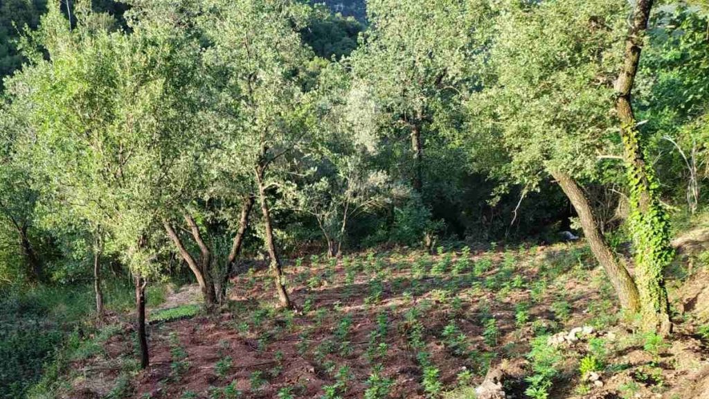 Ρέθυμνο: Συνελήφθησαν επ’ αυτοφώρω δύο άτομα για καλλιέργεια δενδρυλλίων κάνναβης