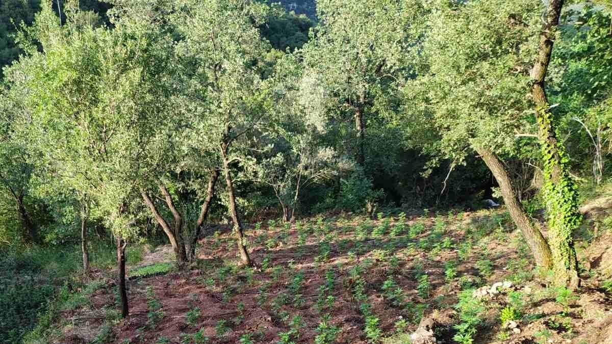 Ρέθυμνο: Συνελήφθησαν επ’ αυτοφώρω δύο άτομα για καλλιέργεια δενδρυλλίων κάνναβης