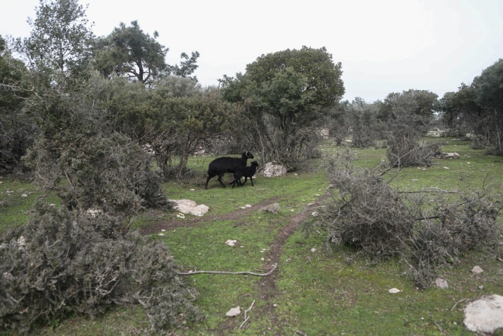 Ολοκληρώθηκε ο υπολογισμός της πληρωμής για την στήριξη των κτηνοτρόφων από τον ΟΠΕΚΕΠΕ