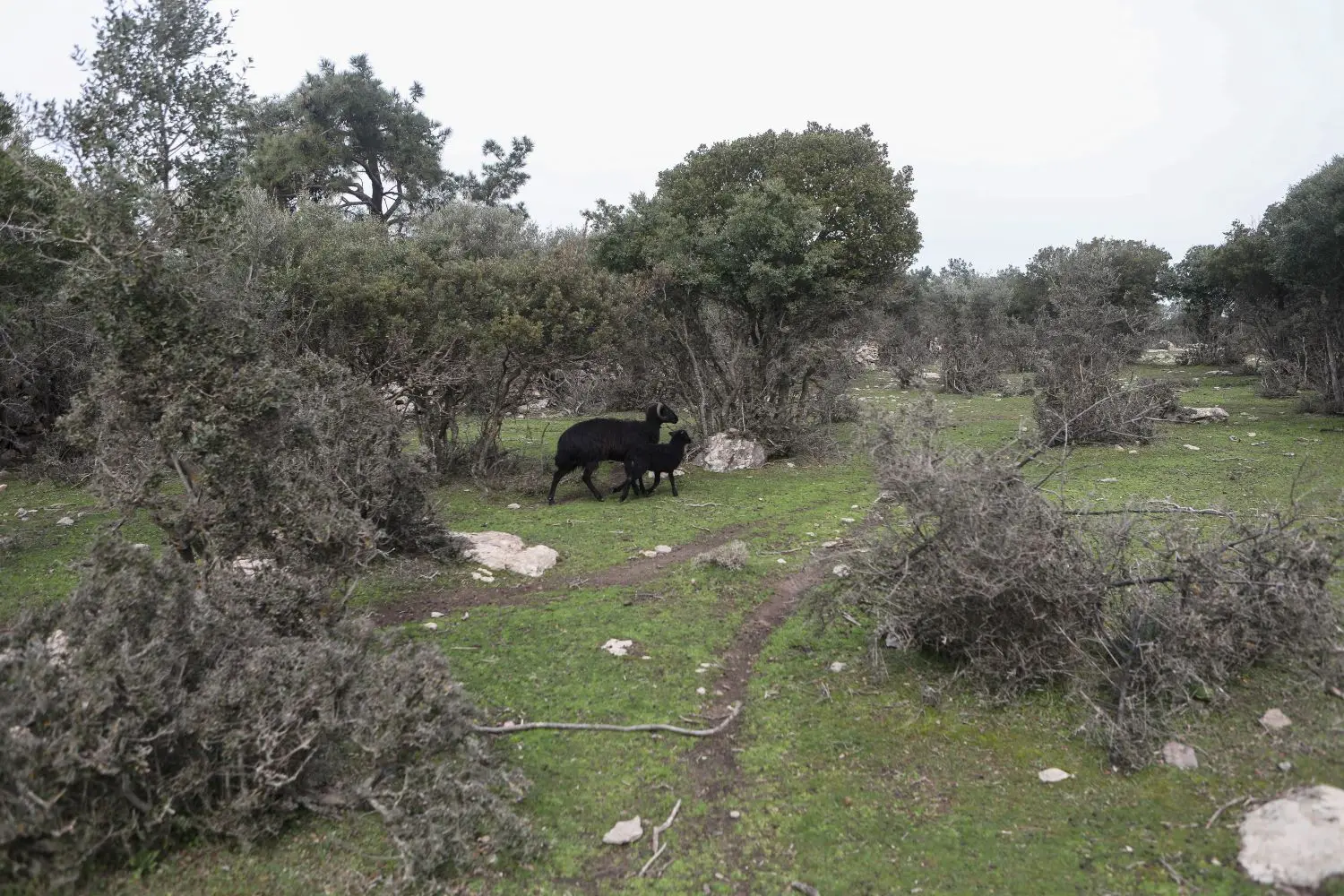 Ολοκληρώθηκε ο υπολογισμός της πληρωμής για την στήριξη των κτηνοτρόφων από τον ΟΠΕΚΕΠΕ