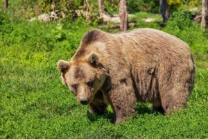 Καστοριά: Τρόμος για γιαγιά και εγγονή, βρέθηκαν αντιμέτωπες με αρκούδα – Άμεση κινητοποίηση των αρχών