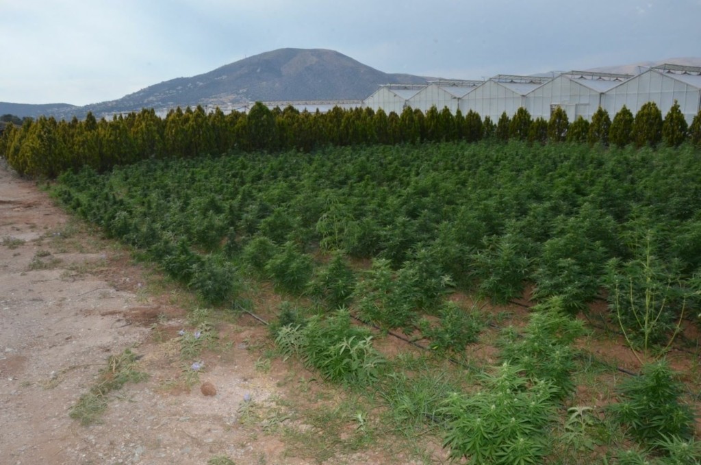 Τεράστια επιχείρηση στην Ανάβυσσο – 46.000 δενδρύλλια “γίγαντες” βρέθηκαν σε έφοδο της αστυνομίας