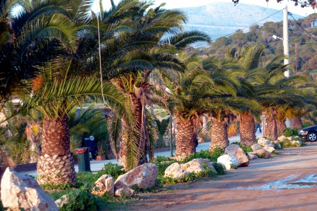 Αποζημίωση στη Θεσσαλονίκη για τον 71χρονο που τον σκότωσε ένας φοίνικας