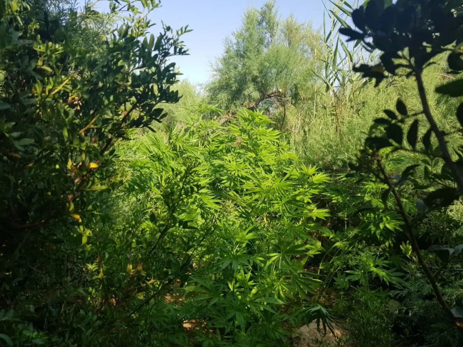 Θα γίνονταν εκατομμυριούχοι από τη χασισοφυτεία που έκρυβαν στη Ναύπακτο (pics&vid)