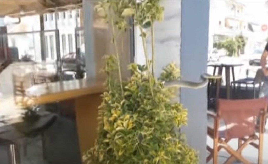 Φίδι είχε όρεξη για “καφέ” και έκανε εμφάνιση σε καφετέρια στις Σέρρες (vid)