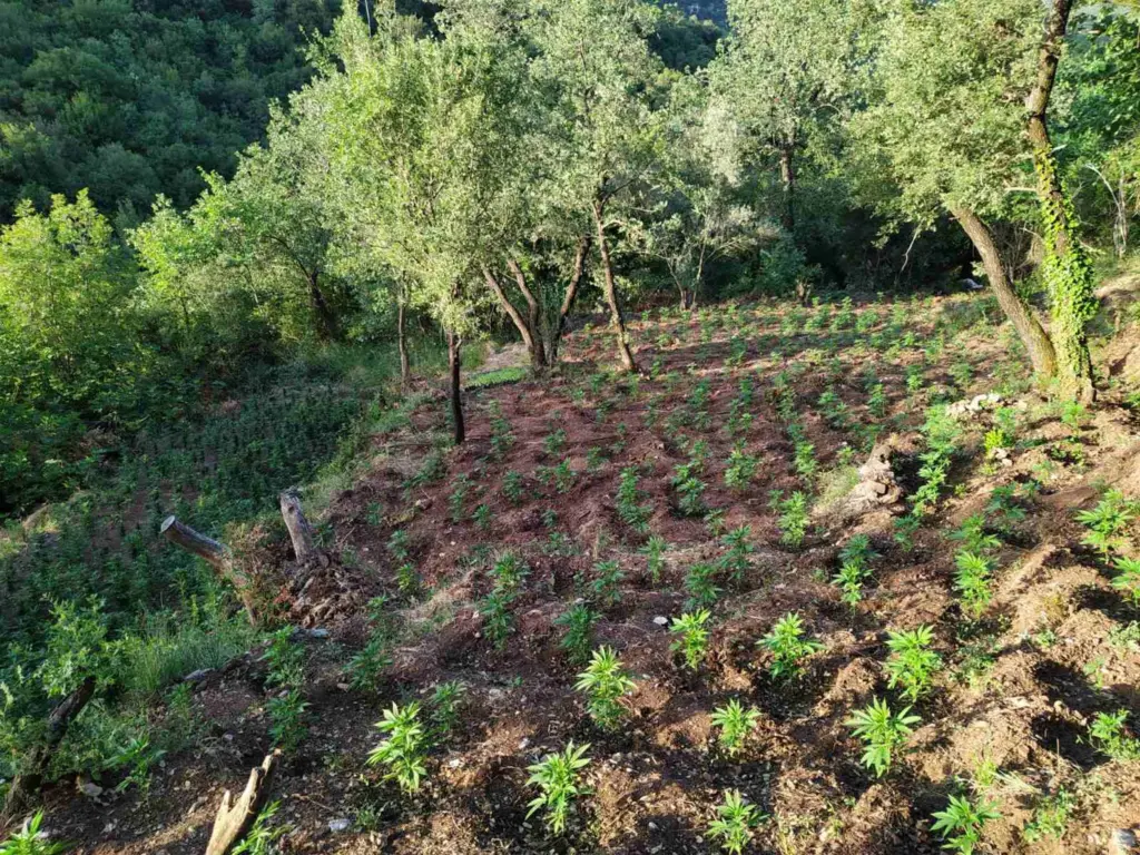 Με αυτόματο πότισμα είχε φτάσει τα δενδρύλλια κάναβης σε ύψος 2 μέτρα
