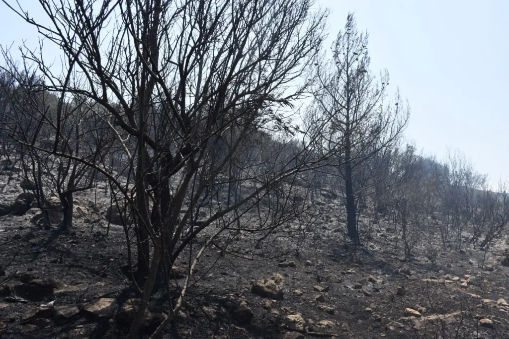 Μεταφέρονται στην γενέτειρα τους οι 4 Αιγύπτιοι που πέθαναν στις φωτιές της Κύπρου