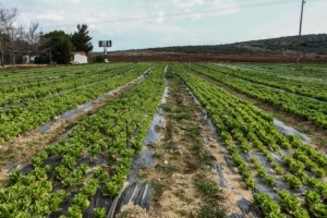 Τέλος στις διεκδικήσεις αγροτικών εκτάσεων από το Δημόσιο – Τι προβλέπεται για τις δίκες που εκκρεμούν