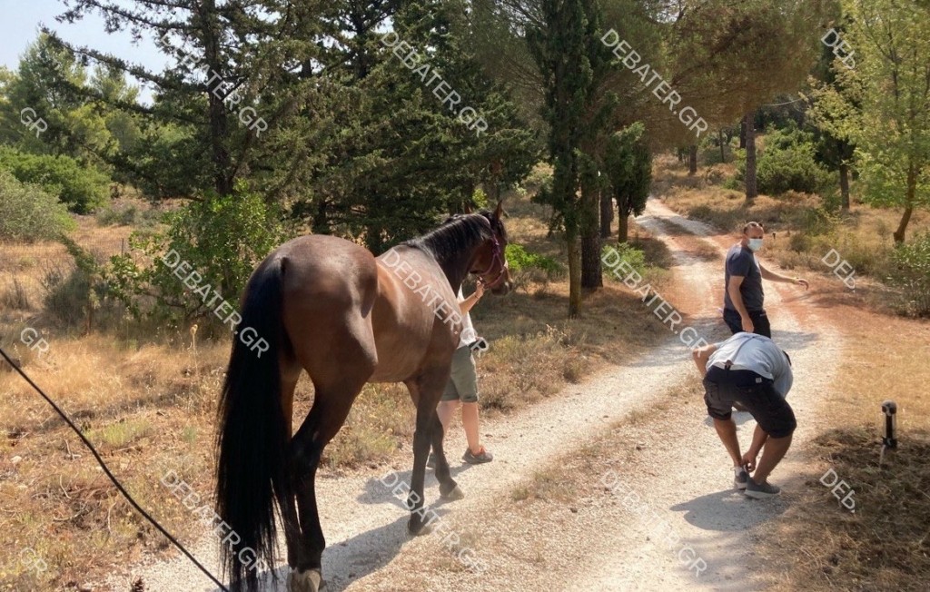 Βρίσκουν τα χαμένα άλογα μέσα στο δάσος της Βαρυμπόμπης – Αγκαλιάζονται και κλαίνε οι ιδιοκτήτες