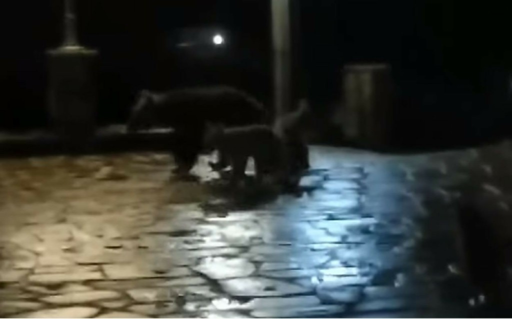 Μαμά αρκούδα βολτάρει ανέμελη με τα μικρά της σε χωριό στην Ήπειρο και κλέβει τις εντυπώσεις (vid)