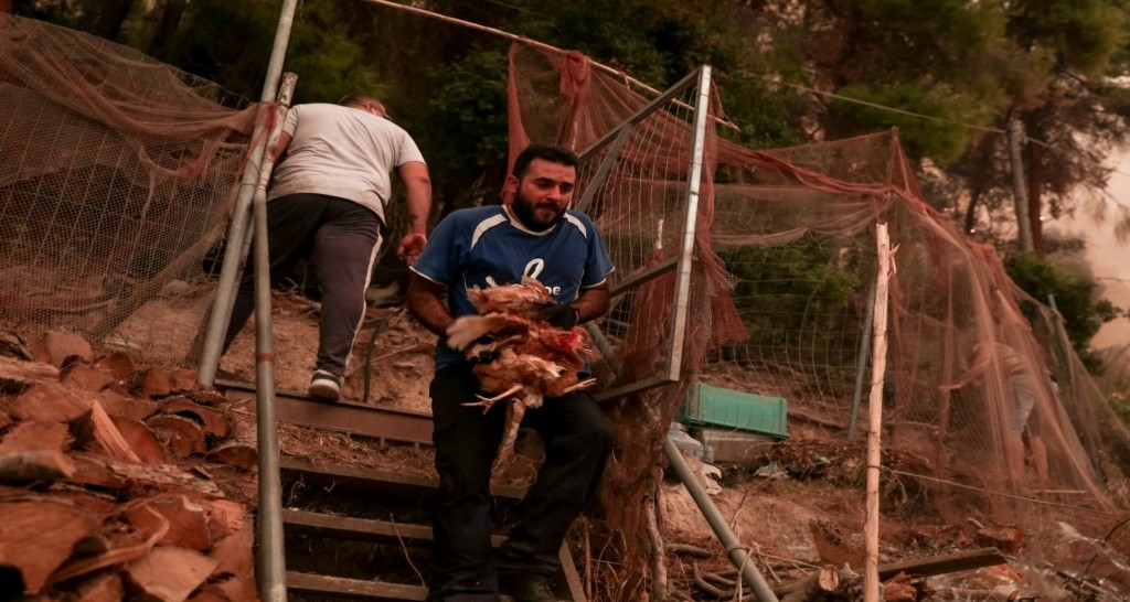 Προσπαθούν να σώσουν το βιός τους οι κάτοικοι στο Πευκί – Η στιγμή που άνδρας απομακρύνει τις κότες από τη φωτιά (pics)