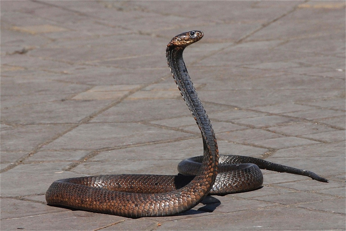 Βόλος - φίδι