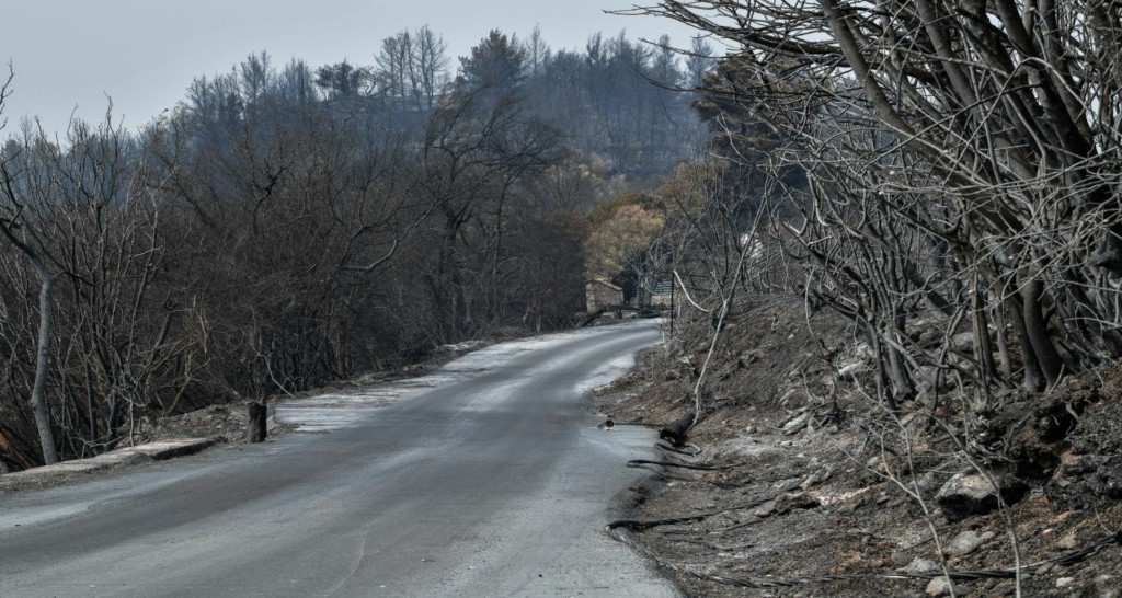 Υποχρεωτικά αναδασωτέες όλες οι εκτάσεις που καταστράφηκαν από τις πυρκαγιές