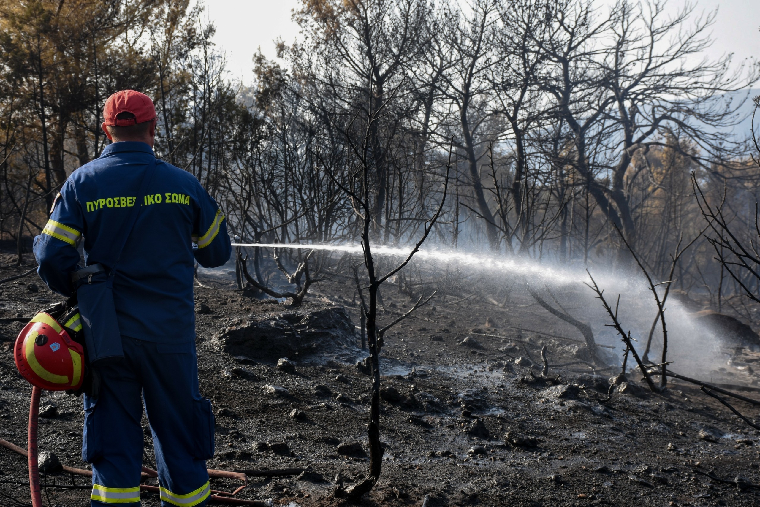 Άμεσα αναδασωτέες οι καμένες εκτάσεις – Αυτές είναι οι πρωτοβουλίες για την αποκατάσταση των δασών