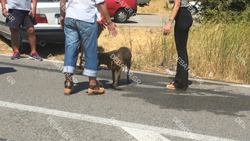 Σκυλάκι σώζεται την τελευταία στιγμή από τον “πύρινο δαίμονα” στα Βίλια – Συγκλονιστικές φωτογραφίες