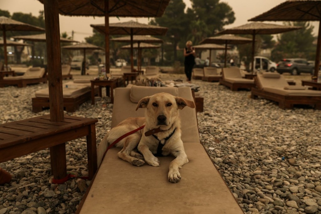 Θεσσαλονίκη: “Σε καλή κατάσταση” το σκυλί που θάφτηκε ζωντανό σε χωράφι – Μεταφέρθηκε σε καταφύγιο