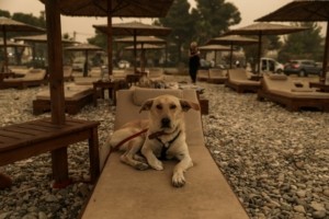 Θεσσαλονίκη: “Σε καλή κατάσταση” το σκυλί που θάφτηκε ζωντανό σε χωράφι – Μεταφέρθηκε σε καταφύγιο