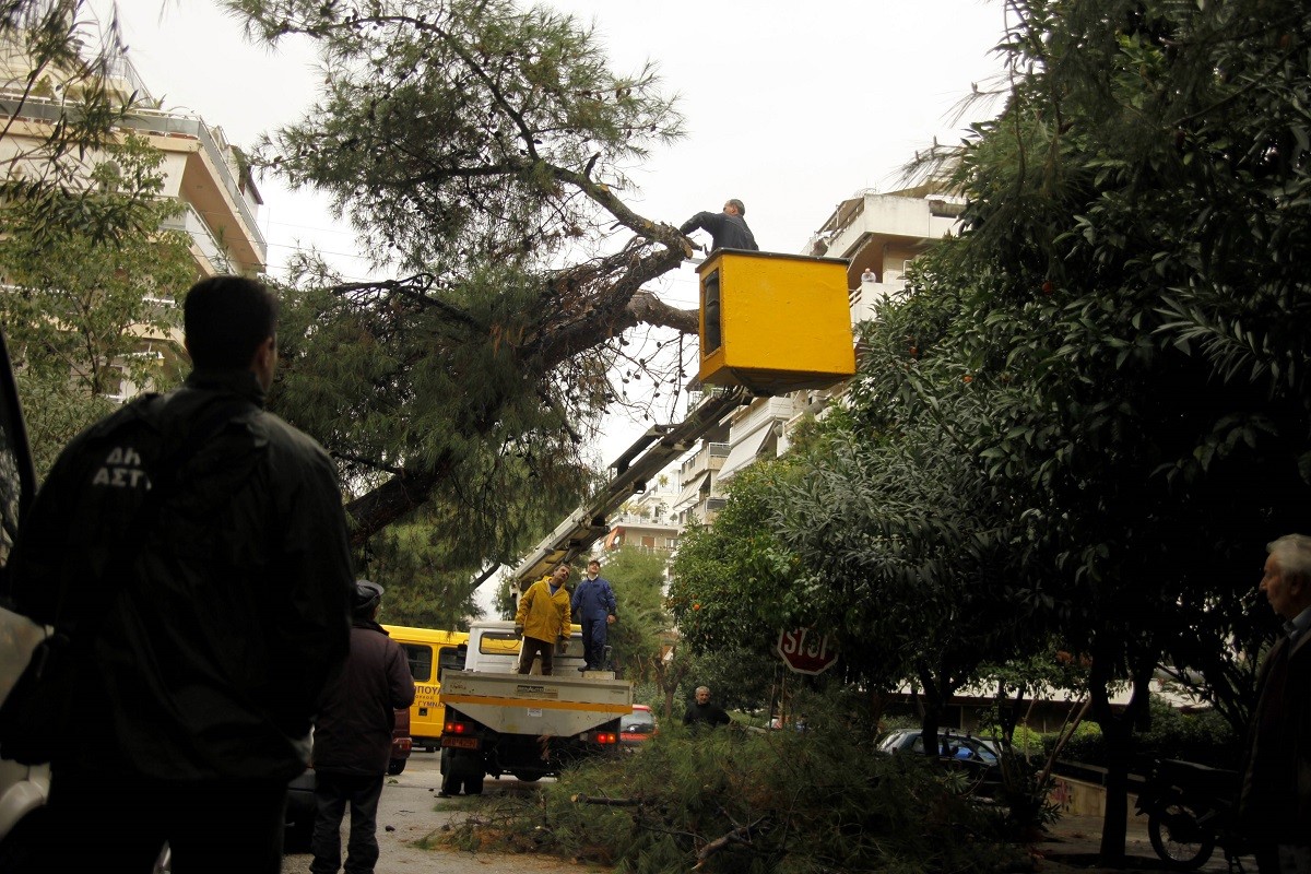 Κοπή δέντρων