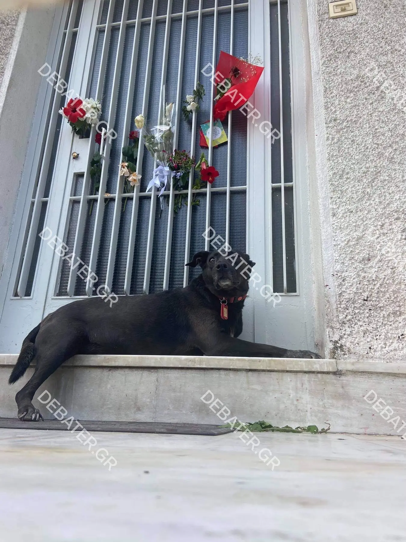Η συγκινητική εικόνα με το σκυλί που πενθεί έξω από το σπίτι του Μίκη Θεοδωράκη (pics&vid)
