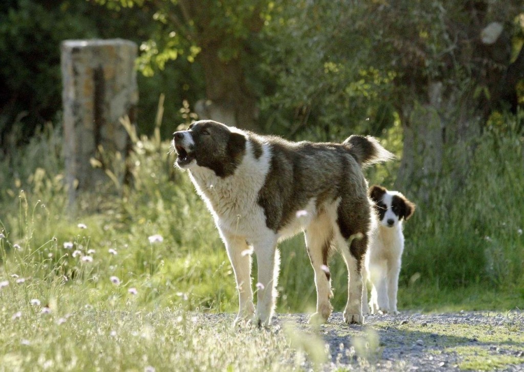 Στείρωση ή αποστολή DNA για τα ζώα συντροφιάς προβλέπει το νέο νομοσχέδιο που κατατέθηκε στη Βουλή