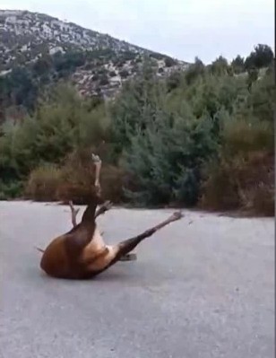 Τι απαντά το δασαρχείο για το ελάφι που έμεινε αβοήθητο για τρεις μέρες στη μέση του δρόμου (vid)