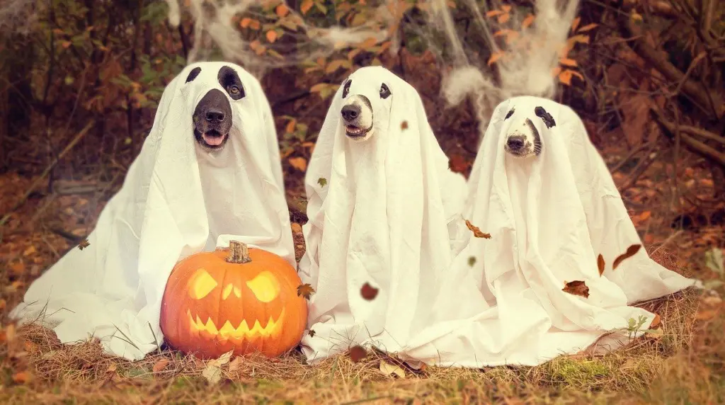 Έξι ταινίες για μία διαφορετική Halloween βραδιά στο σπίτι