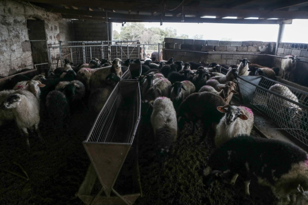 Μαγνησία: Θανατώνονται 500 πρόβατα – Νέα κρούσματα ευλογιάς σε κτηνοτροφικές μονάδες
