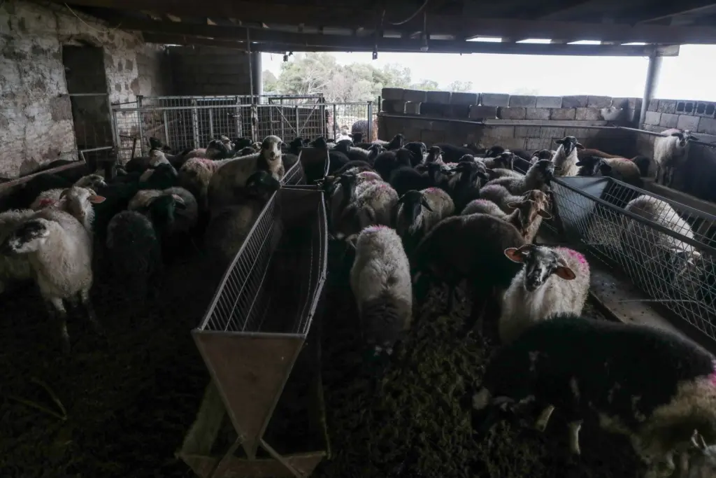 Ευλογιά αιγοπροβάτων: Σε 450.233 ανέρχονται τα θανατωμένα ζώα