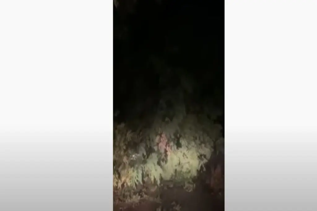 Η κακοκαιρία έχει αρχίσει να “χτυπά” την Κορινθία – Δέντρα έπεσαν στη μέση του δρόμου (vid)