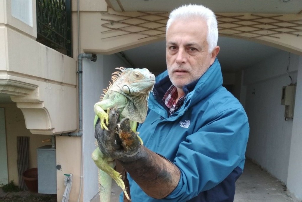 Τεράστιο ιγκουάνα αναστάτωσε τη Λάρισα – Το παράτησαν δίπλα σε κάδο σκουπιδιών (pics)