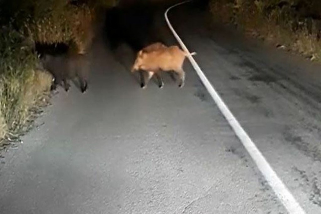 Έπεσε με τη μηχανή του σε κοπάδι με αγριογούρουνα και βρέθηκε στα… επείγοντα!