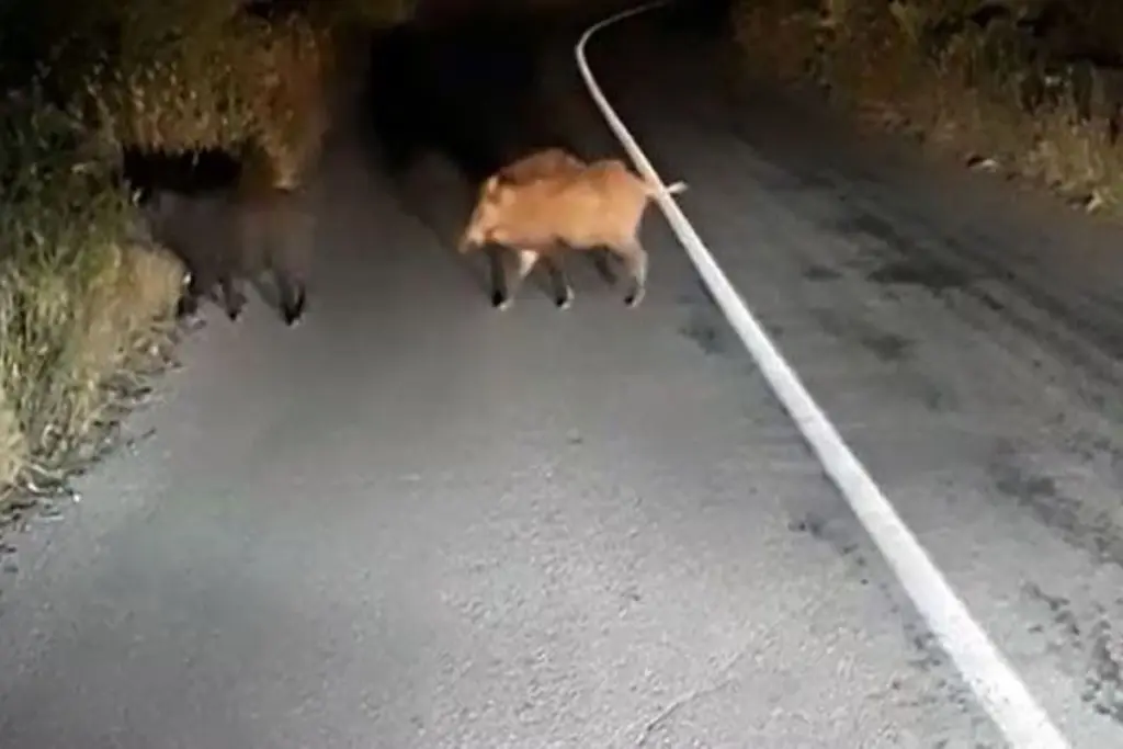 Έπεσε με τη μηχανή του σε κοπάδι με αγριογούρουνα και βρέθηκε στα… επείγοντα!