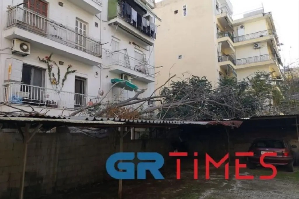 Πεσμένο δέντρο απειλεί κατοικία ηλικιωμένης στη Θεσσαλονίκη – “Κινδυνεύει η ζωή μου” (pic&vid)