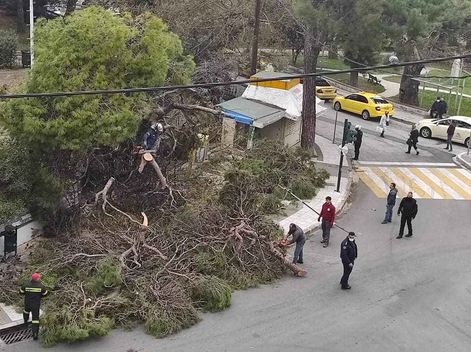 Λαχτάρησαν μαθητές στη Μυτιλήνη – Δέντρο προσγειώθηκε δίπλα τους (pic)