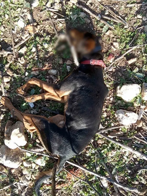 Φρίκη στο Αγρίνιο – Ζευγάρι πυροβόλησε και σκότωσε τρία σκυλιά (ΣΚΛΗΡΕΣ ΕΙΚΟΝΕΣ)