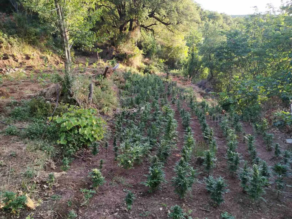 Η Μάλτα το πήγε ένα βήμα παρακάτω – Επιτρέπεται η καλλιέργεια κάνναβης για προσωπική χρήση