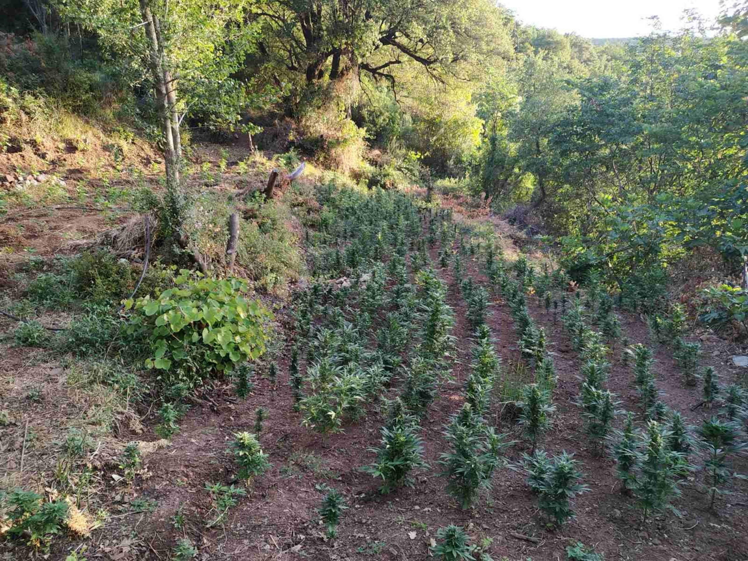 Η Μάλτα το πήγε ένα βήμα παρακάτω – Επιτρέπεται η καλλιέργεια κάνναβης για προσωπική χρήση