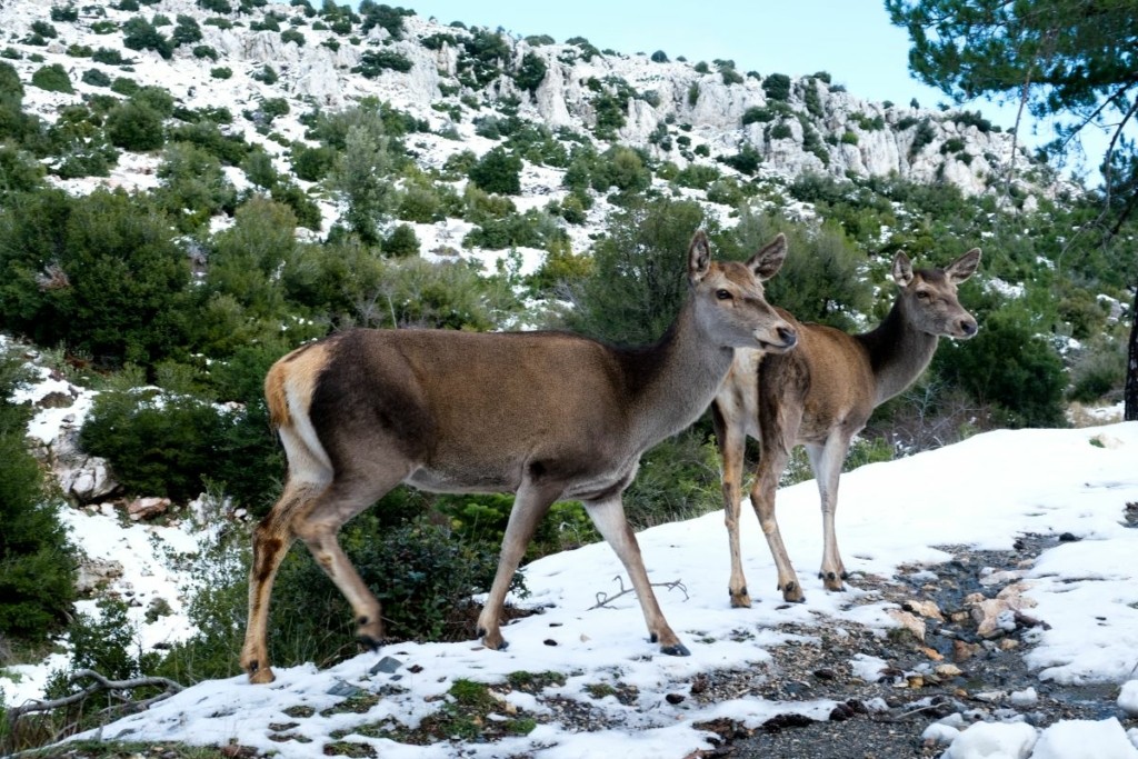 Ο δήμος Αχαρνών και ο Σύνδεσμος Πάρνηθας κινητοποιούνται για τη σωτηρία του κόκκινου ελαφιού