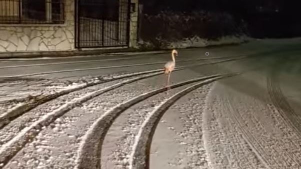 Ροζ φλαμίνγκο περιπλανιέται στα χιόνια στην Ευρυτανία (vid)