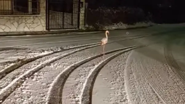 Ροζ φλαμίνγκο περιπλανιέται στα χιόνια στην Ευρυτανία (vid)