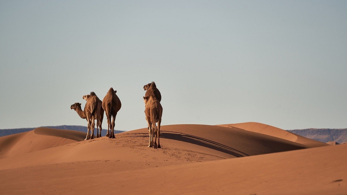 Καμήλα - Σαουδική Αραβία