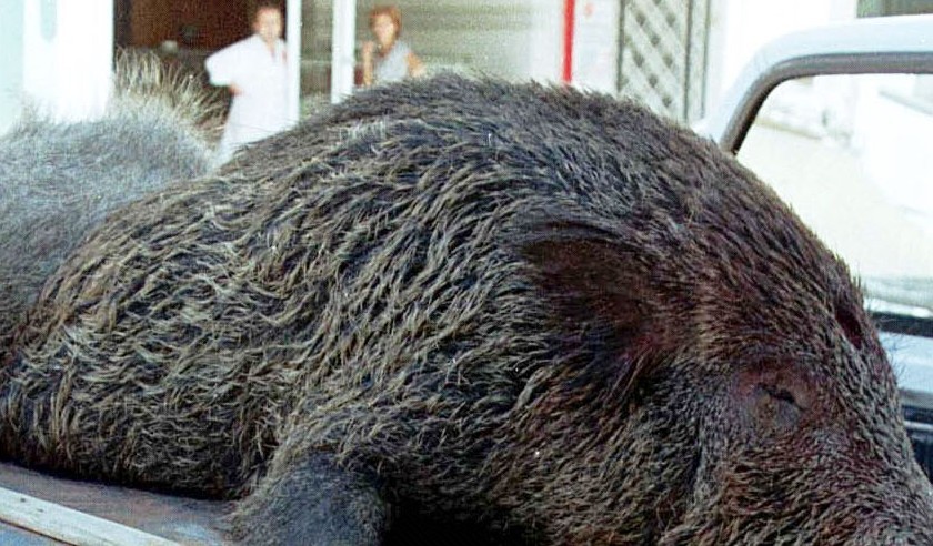 Απίστευτο τροχαίο στη Ναυπακτία – Λεωφορείο συγκρούστηκε με μεγάλο αγριογούρουνο (pic&vid)
