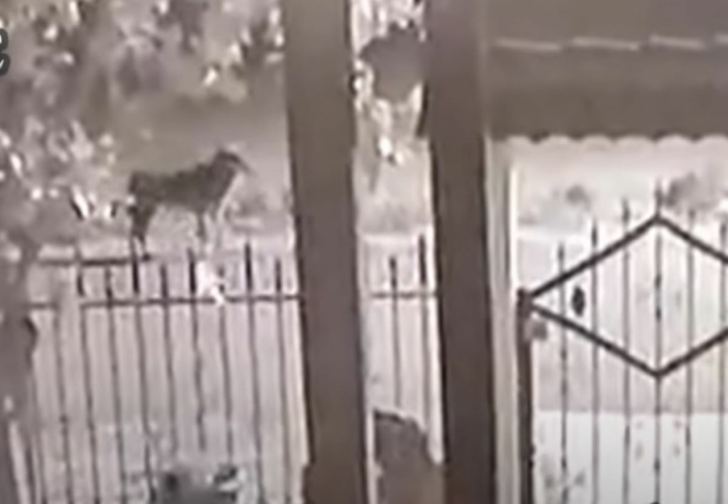 Μεγαλόσωμοι λύκοι πολιορκούν σπίτι σε χωριό της Ημαθίας – Απίστευτο βίντεο